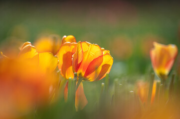 Close-up on an orange tulip on the field