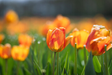 Close-up on an orange tulip on the field