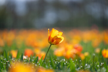 One orange tulip in the field