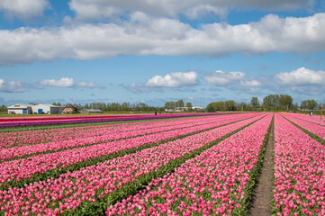 Fields of pink tulip fields