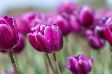 Purple tulip in a field of tulips