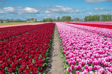 Red and pink tulip fields in the spring