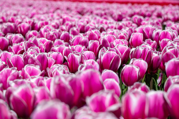 A field of magenta tulips