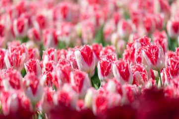 Fields of white and red tulips