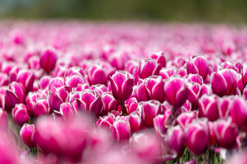 Field of magenta colored tulips focused on the foreground