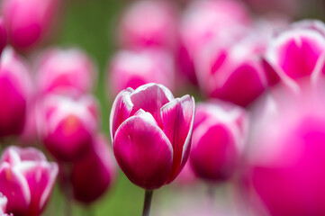 Magenta tulip close-up