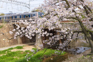 夙川公園の桜と電車　兵庫県西宮市にて