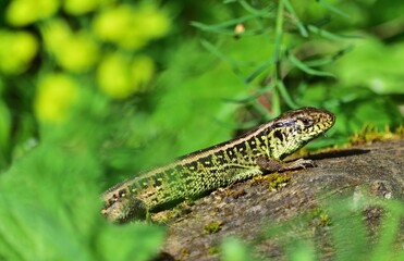 Zauneidechse (Lacerta agilis) Männchen