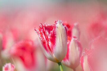 Red and white tulip close-up
