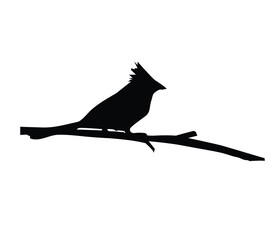 black silhouette of a bird