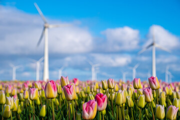 A vibrant field of tulips swaying in the wind, with traditional Dutch windmills standing tall in...