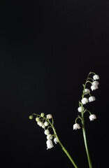 lilies of the valley (Convallaria majalis) on a black background.