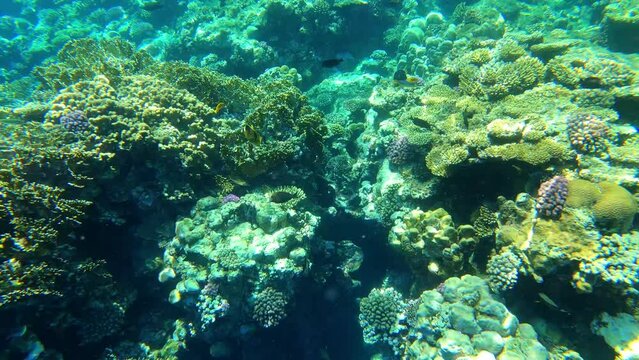 Korallen Riff im Roten Meer in Ägypten Marsa Alam	