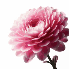 Beautiful flower watercolor vector illustration isolated on transparent background	
