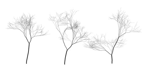 Vector trees on a white background. Three black vector trees on a white background. Graphic illustration of eps 10. Adobe Illustrator Artwork