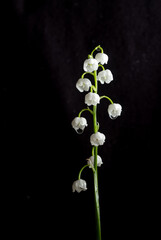 lilies of the valley Convallaria majalis on a black background.