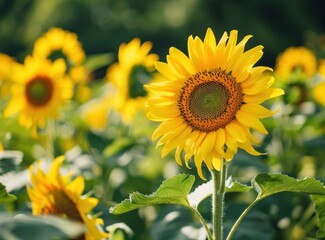 Golden Sunflowers Basking in Summer Sunshine - Generative AI