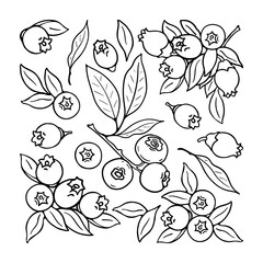Blueberry and blueberry flowers. Blck and white berries set. Hand-drawn flat image. Vector illustration.