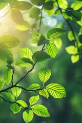 Fototapeta na wymiar Sun-Kissed Leaves Offering a Glimpse of Nature's Serene Beauty - Generative AI