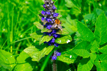 Closeup shot of bumblebee and blue flowers in a meadow. Ajuga reptans and a bumblebee collecting...