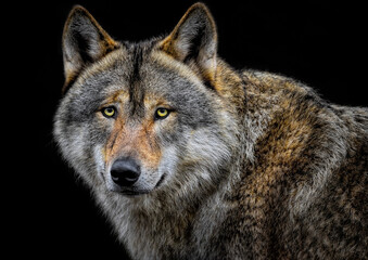 A close up of an Eurasian Wolf