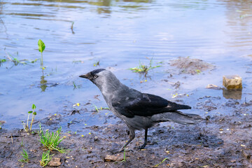 Coloeus monedula, western jackdaw, Eurasian jackdaw. European jackdaw belongs to the crow family