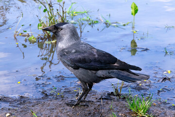 Coloeus monedula, western jackdaw, Eurasian jackdaw. European jackdaw belongs to the crow family
