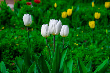 White tulips in a meadow in the sun. Blooming tulips in early spring in the park