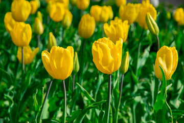 Obraz premium Yellow tulips in a meadow in the sun. Blooming tulips in early spring in the park