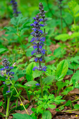 Ajuga reptans, blue flowers in a meadow 
