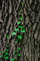 Ivy on the tree. Symbiosis in nature