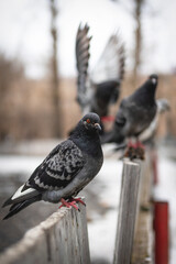 Pigeons sits on the old wooden fencing close up background.