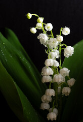 lilies of the valley and green leaves, Convallaria majalis on a black background.
