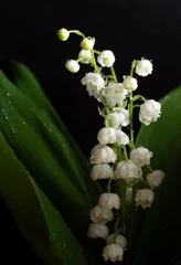 Poster lilies of the valley and green leaves, Convallaria majalis on a black background. © Yevhenii Khil