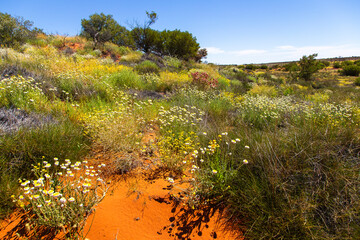 outback landscape in bloom, Northern territory, Australia