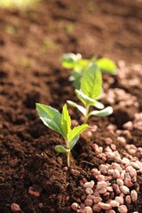 Granulated fertilizer and seedlings growing in soil, closeup
