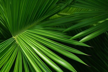 close-up Green palm leaves on natural background