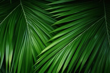 close-up Green palm leaves on natural background