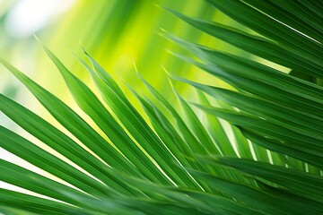 close-up Green palm leaves on natural background