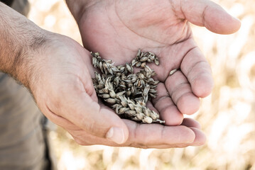 Close-up view of a man's hands cradling dried wheat sheaves, with a blurred wheat field in the...
