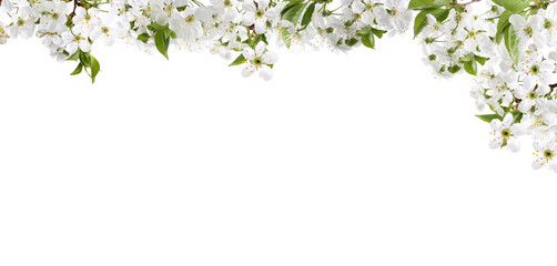 Spring blossoms. Tree branches with flowers on white background. Banner design with space for text