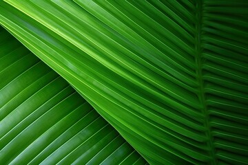 Obraz premium close-up Green Coconut leaves on natural background 
