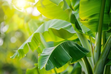 close-up Green banana leaves on natural background