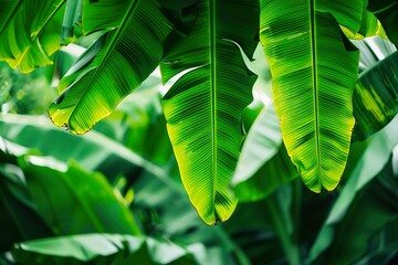 close-up Green banana leaves on natural background