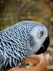 The fur on the African Gray Bird neck is grey/black. The fur pattern is beautiful and fascinating.