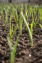 Young Garlic Sprouts Emerging in Fertile Soil at Dawn in a Rural Garden
