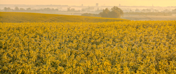 Undulating field of flowering yellow rapeseed