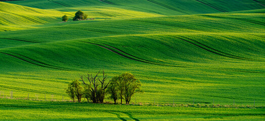 Green waves of spring fields