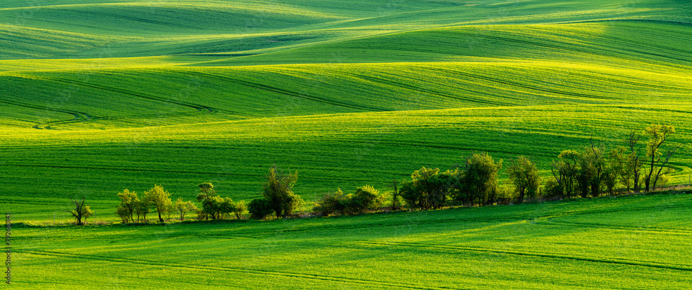 Canvas Prints green waves of spring fields