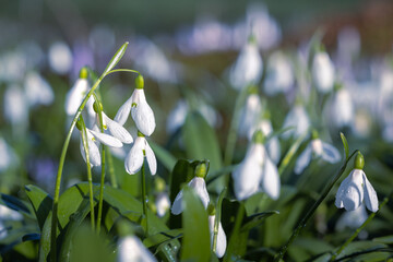 Snowdrop flowers, Galanthus nivalis, blooming in early spring.